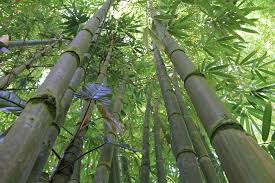 bambou chinois
