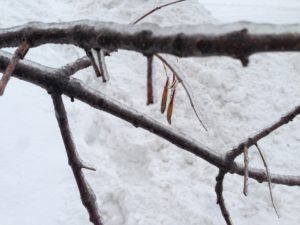 Le Québec en hiver - Le voyage intuition