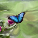 Effet papillon : de petits gestes pour de grandes transformations
